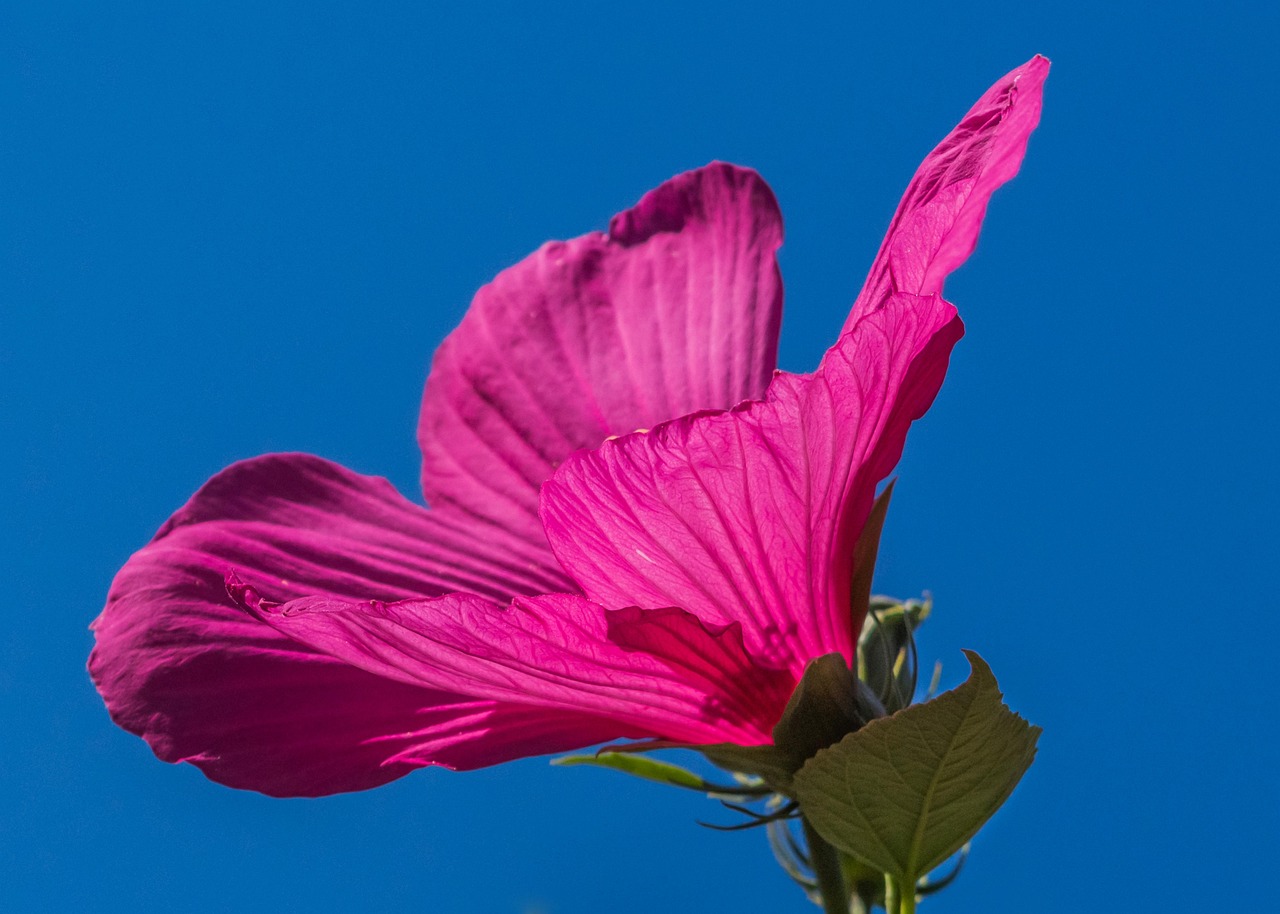 Posttraumatisk vækst symboliseret ved en rød-lilla hawaiblomst set fra siden. Står alene mod helt klar blå himmel.