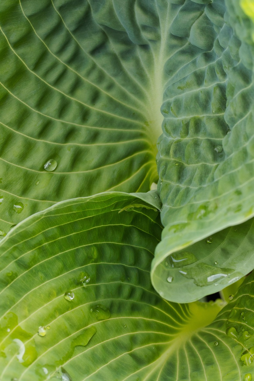 Posttraumatisk vækst symboliseret ved to hosta-lignende blade der er viklet ind i hinanden. Nærbillede.