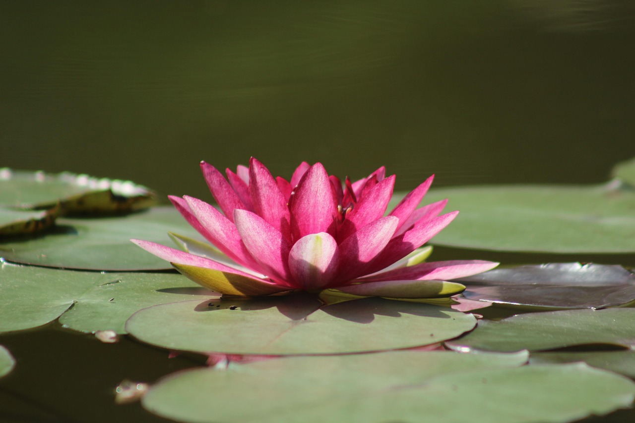 Den sidste tid symboliseret ved en rød åkandeblomst der ligger på sine blade.
