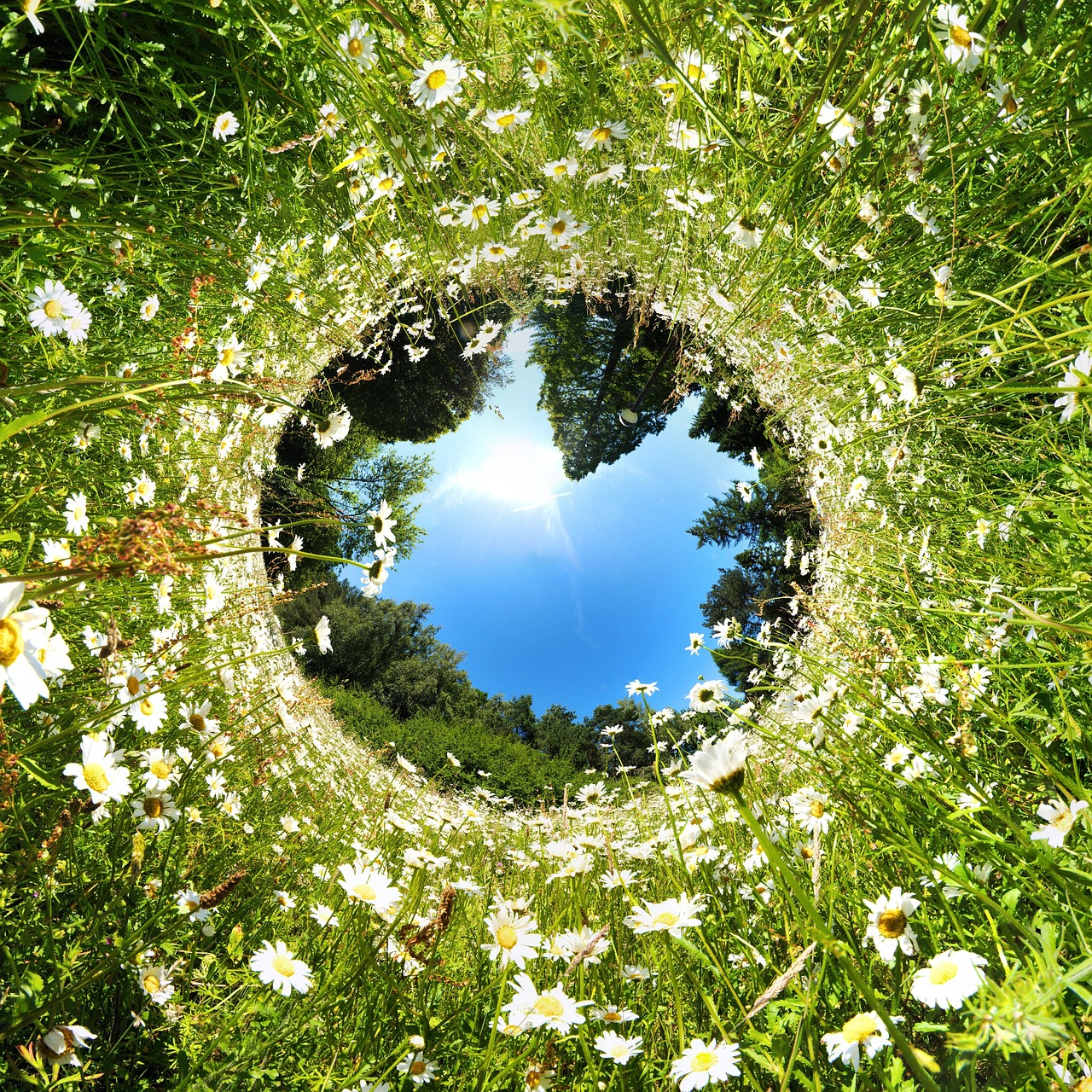 Sondeernæring symboliseret ved i blik op mod himlen med en ultravidvinkel. man ser græs, bellis, træer og blå himmel, der er som en kugle i midten.