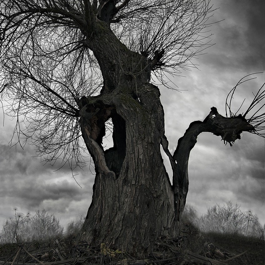 Angst for recidiv symboliseret ved et vissent gammelt træ.