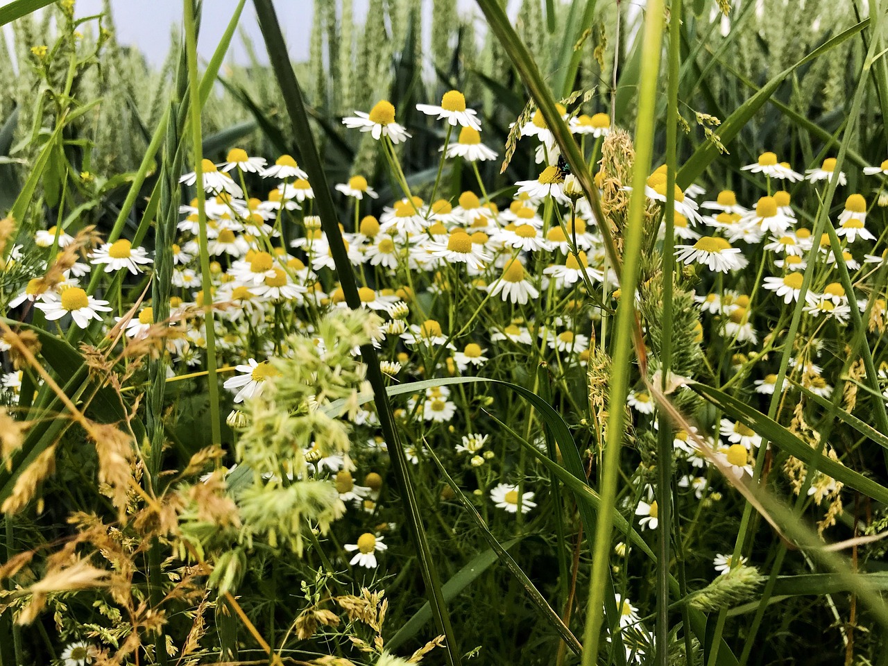 Dæmp inflammation symboliseret ved et billede af blomster - herunder margueritter.