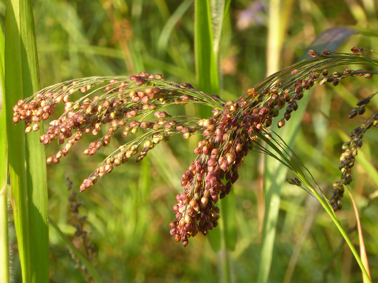 Fertilitet-frugtbarhed symboliseret ved modent korn.