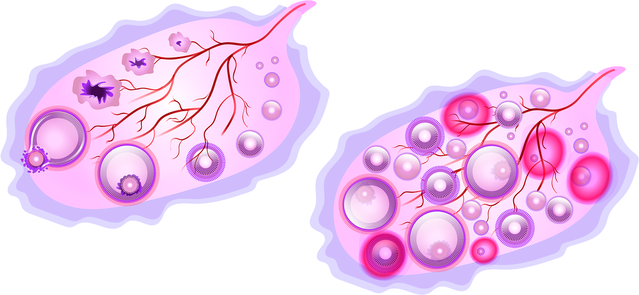 Fertilitet-frugtbarhed symboliseret ved to rosa-lilla områder med ægceller.
