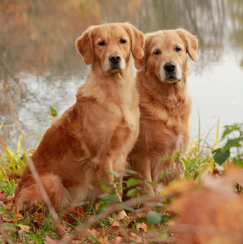 Kæledyr ved kræft symboliseret ved to golden retriever hunde der sidder ved siden af hinanden i naturen.