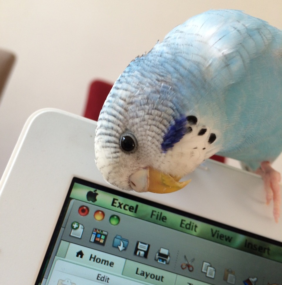 Kæledyr ved kræft symboliseret ved en lysblå undulat der digger på det øverste af en tændt tablet.