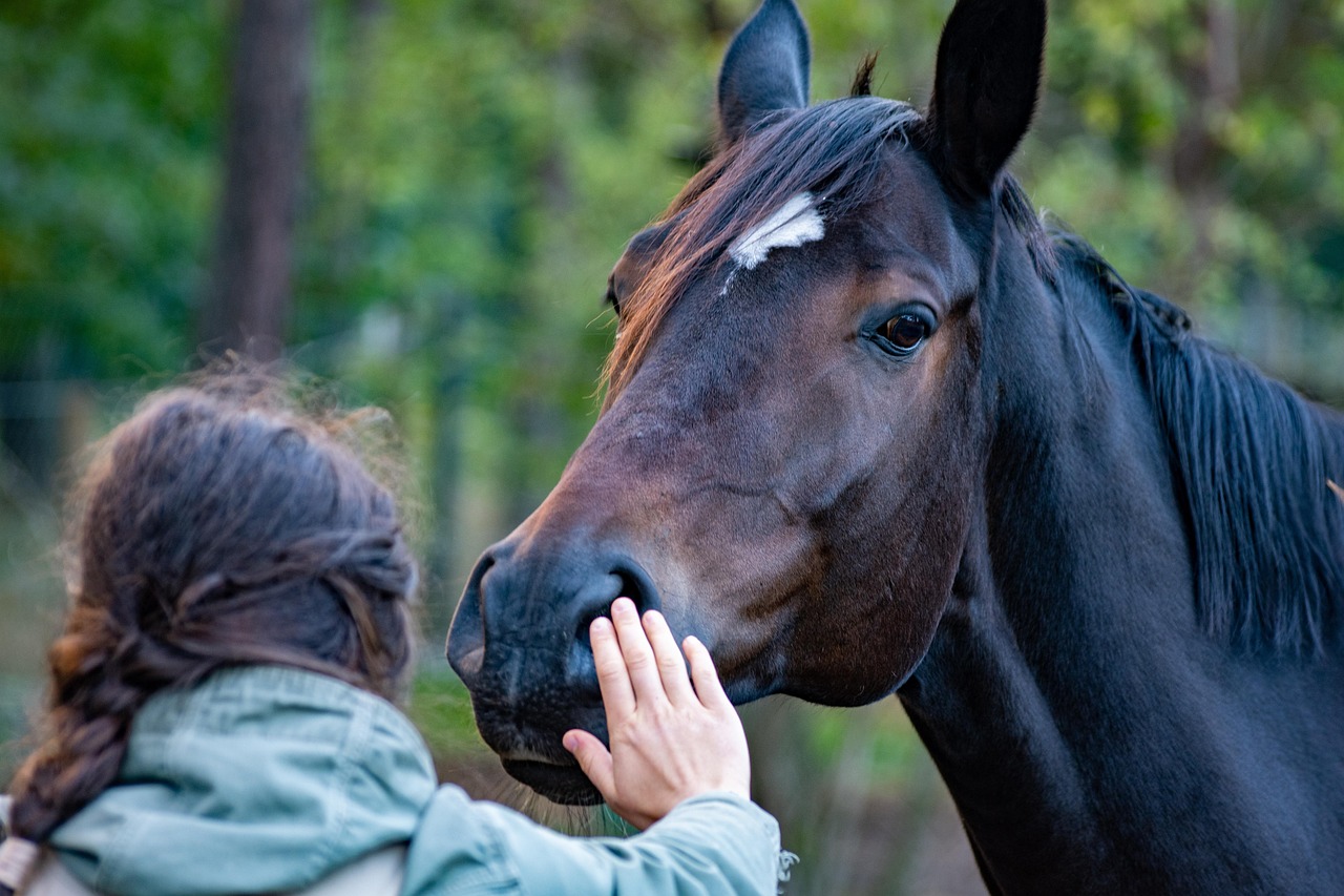 Kæledyr symboliseret ved brun hest, der bliver klappet på mulen af en kvindehånd.