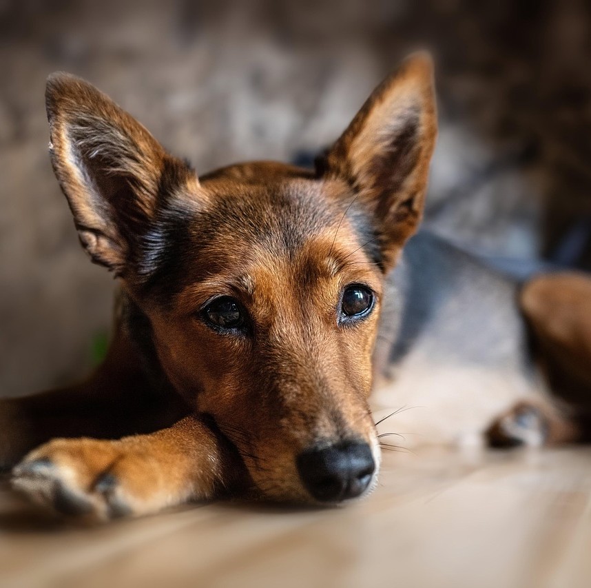 Kæledyr ved kræft symboliseret ved en schæferhund der kigger mod fotografen.