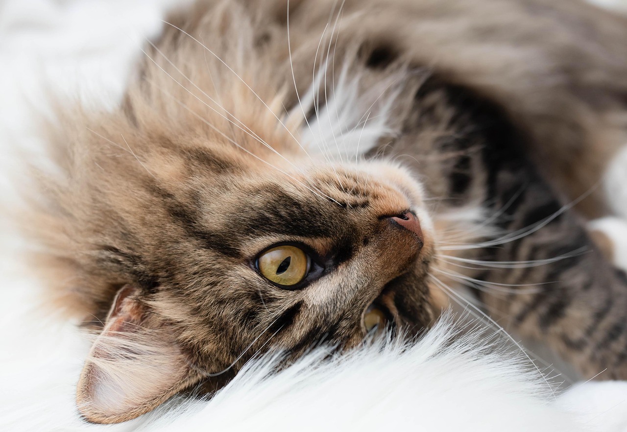 Kæledyr ved kræft symboliseret ved en gråstribet kat der ligger på ryggen og ser på fotografen.