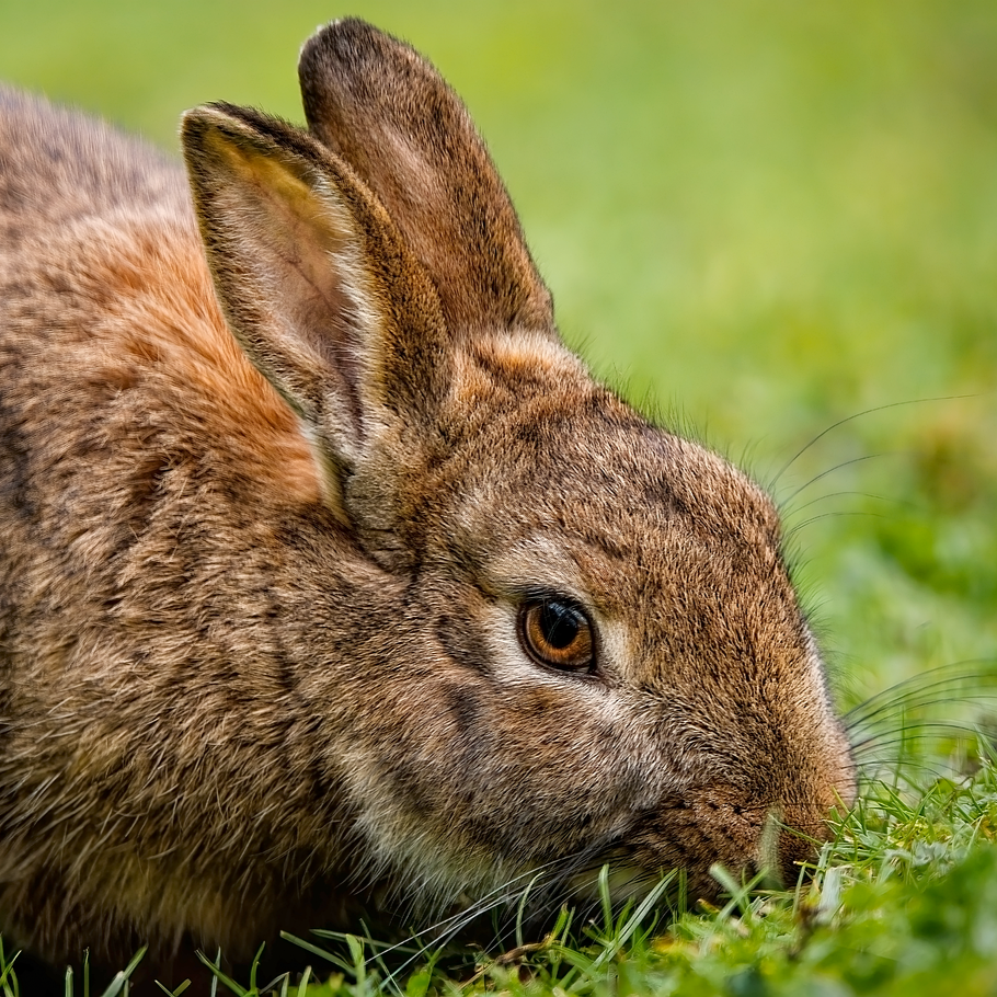 Kæledyr ved kræft symboliseret ved en brun kanin der sidder i noget græs.