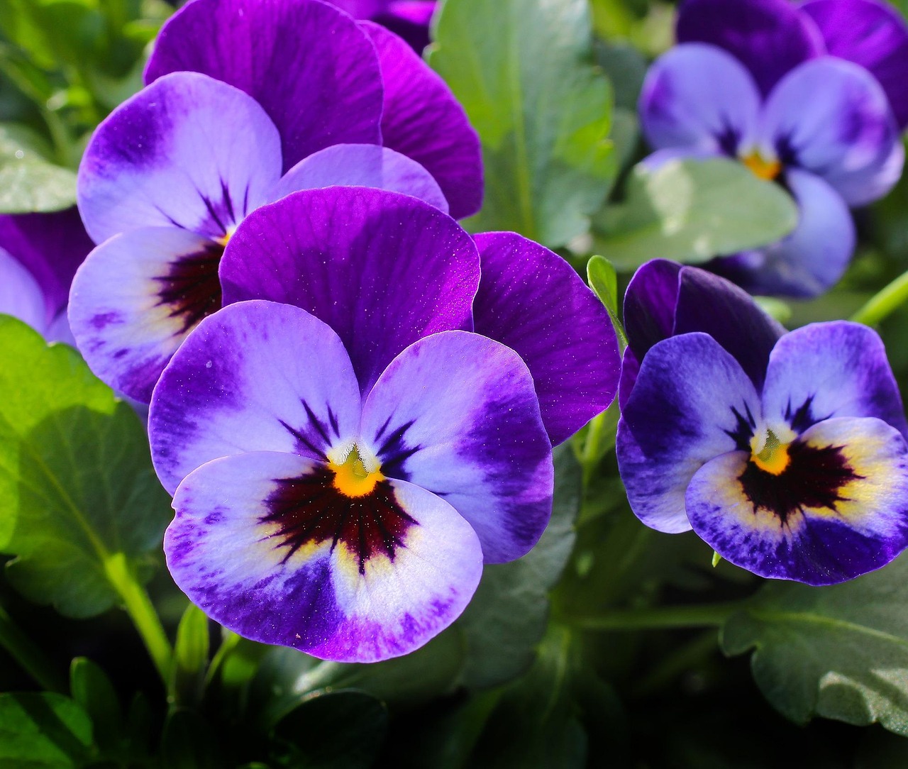 Nyeste symboliseret ved stedmoderblomster i lilla