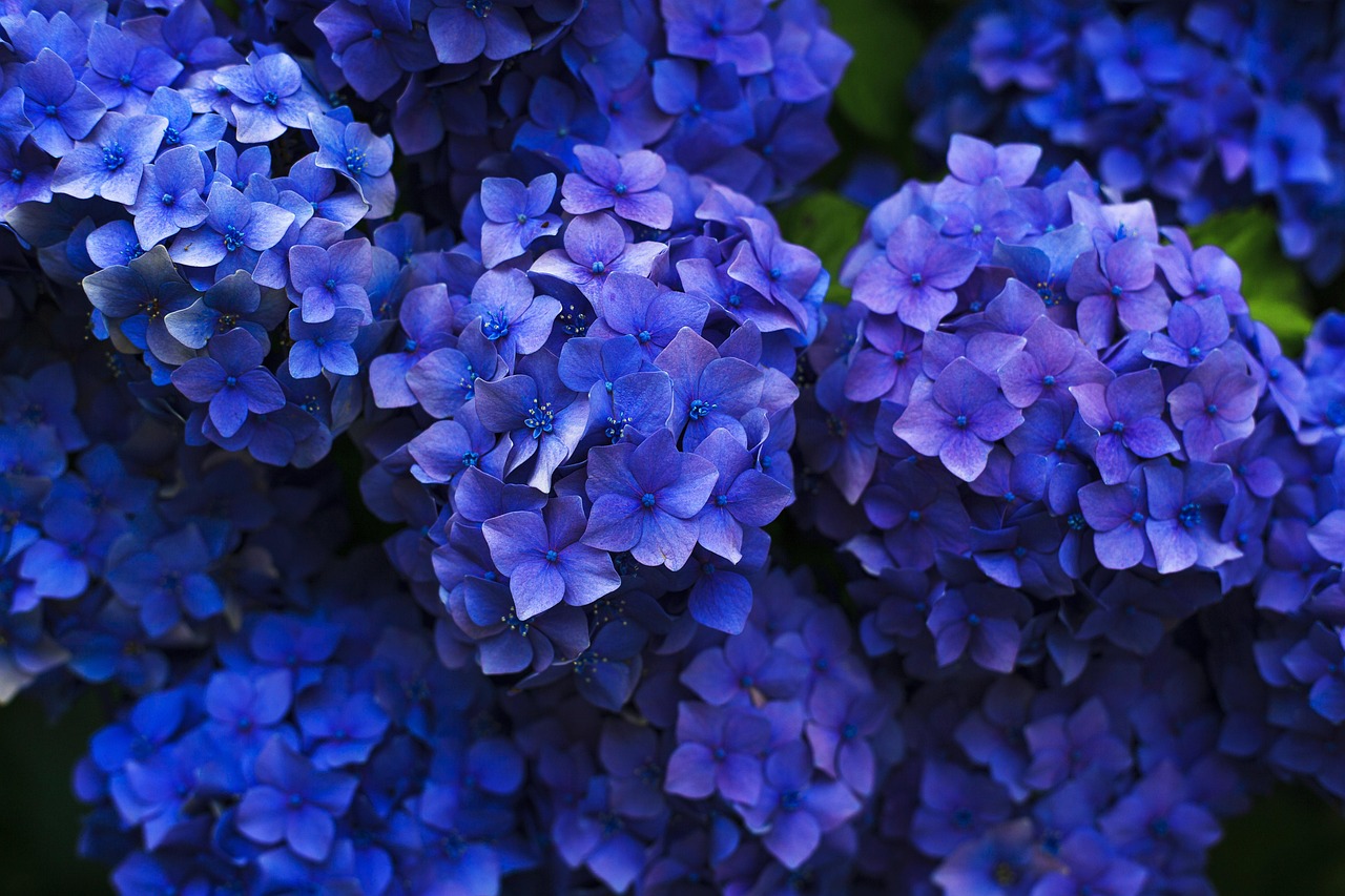 Nyeste symboliseret ved stærkt blå hortensia blomster i nærbillede.