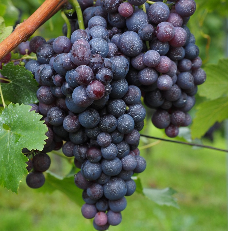 Pesticider symboliseret ved 2 klaser af blå vindruer.