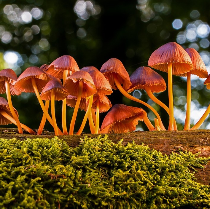 TCM behandling symboliseret ved en samling brune svampe på mos i en skov.