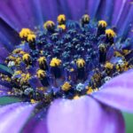 Leverkræft- metabolisk blokering symboliseret ved støvdragerne på en blå-lilla blomst. Nærbillede.