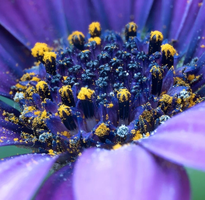 Leverkræft- metabolisk blokering symboliseret ved støvdragerne på en blå-lilla blomst. Nærbillede.