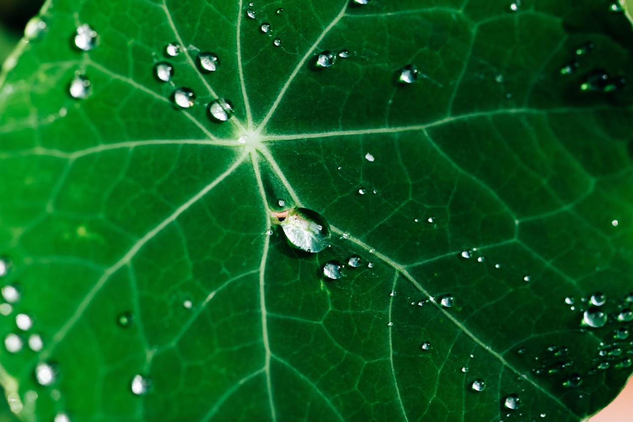MIND-diæten symboliseret ved et grønt blad med nogle afgrænsede vanddråber.