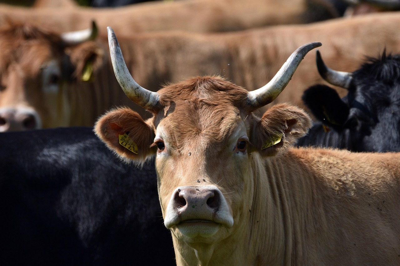 Mejeriprodukter og kræft symboliseret ved en ko, der ser mod iagttageren.