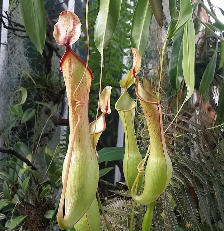 Optimer fordøjelse og tarmflora. Tarmflora. Optimer fordøjelse. Mikrobiom. Dysbiose. Tarmens permeabilitet. Kortkædede fedtsyrer. Butyrat. Lav-FODMAP diæt
