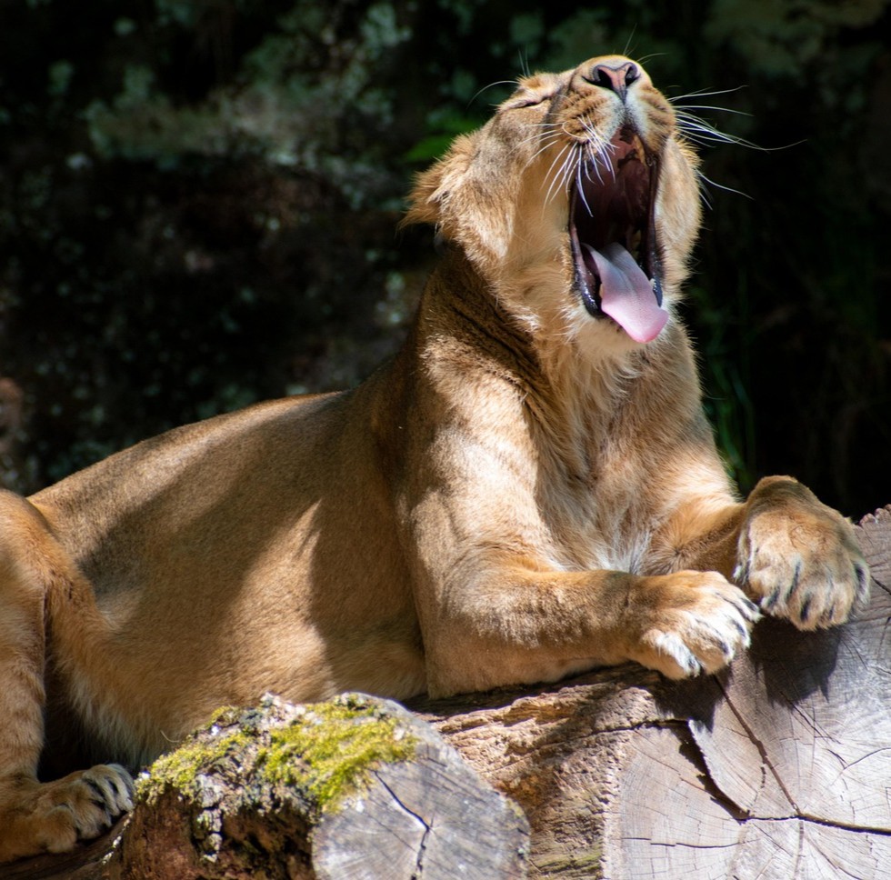 Paradokset symboliseret ved en løve der ligger på en klippesten og gaber inderligt.