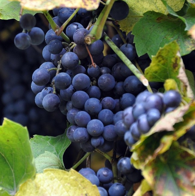 Paradokset symboliseret ved en klase blå druer på stokken.