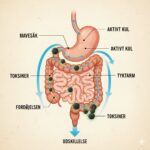 Aktivt kul symboliseret ved en planche med skematisk fremstilling af et tarmsystem og aktivt kuls passage gennem tarmen. Lys baggrund.