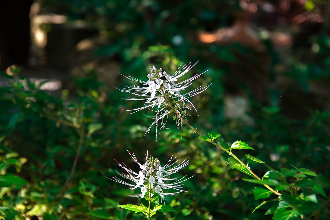 Astrocytom symboliseret ved en hvid blomsterstand på en grøn plante.