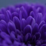 Biskjoldbruskkirtelkræft symboliseret ved en blå-lilla blomst i nærbillede.