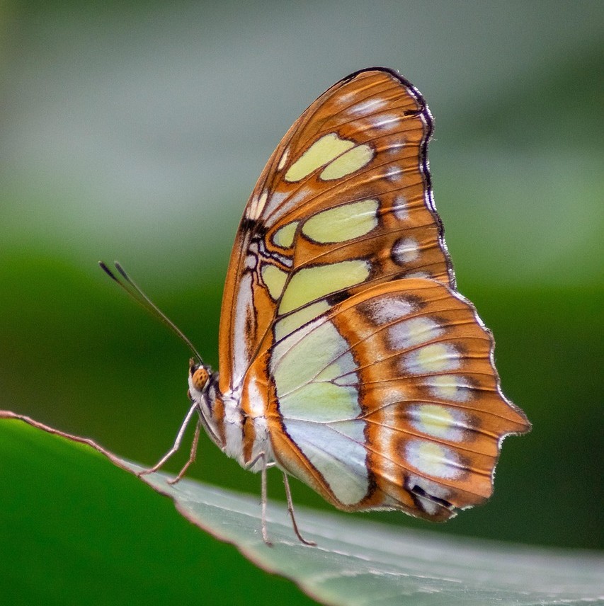 Dødsdoulae symboliseret ved en orange sommerfugl.