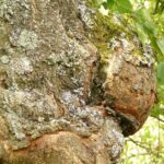 Endetarmskræft symboliseret ved et stykke af en træstamme med knudret overflade der ses gennem barken.