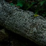 Endetarmskræft symboliseret ved et stykke træstamme der ligger ned - med en masse grå alger.