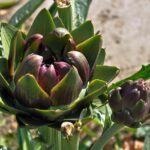 Galdegangskræft symboliseret ved en artiskok der vokser på sin stængel.