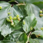 Galdegangskræft symboliseret ved nogle grønne blade med nogle nøddeagtige vækster på.