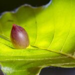 Galdegangskræft symboliseret ved et gul-grønt blad med en nød liggende på bladet.