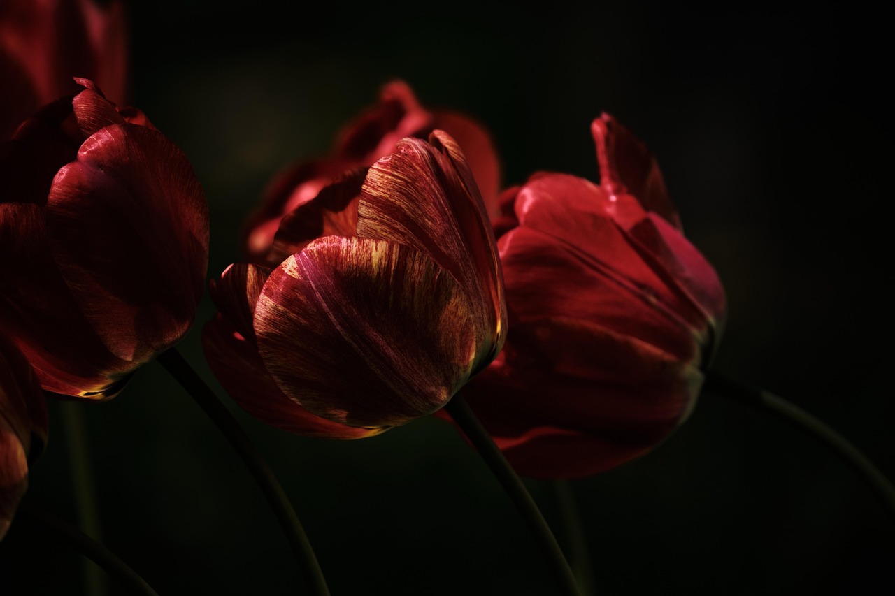Gliomer symboliseret ved nogle mørkrøde tulipaner på sort baggrund.