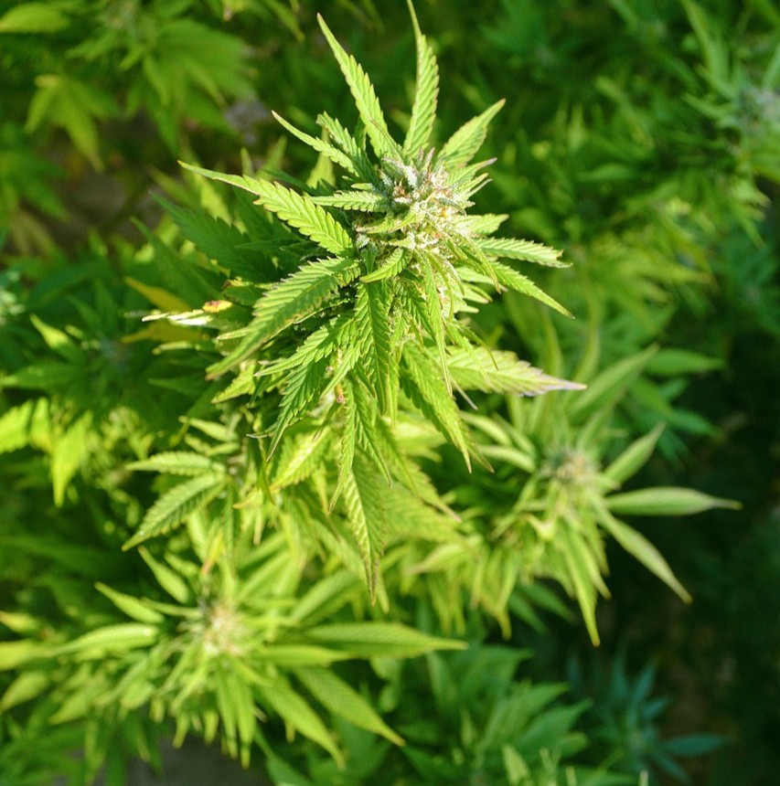 Hampefrø symboliseret ved nogle hampplanter der står tæt og med gullig belysning.