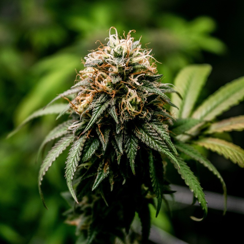 Hampefrø symboliseret ved en hampeplante med topskud og frø.