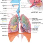 Lungefunktionstest symboliseret ved et sæt lunger med en masse tætskrevet tekst. Lys baggrund.