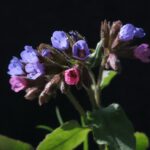 Lungefunktionstest symboliseret ved billede af planten lungeurt på sort baggrund.