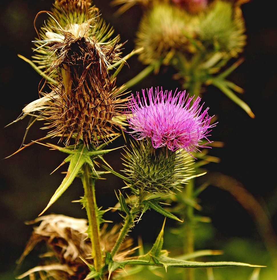 Mikronæringsstoffer og kræft symboliseret ved en tidsel med en lilla blomst.