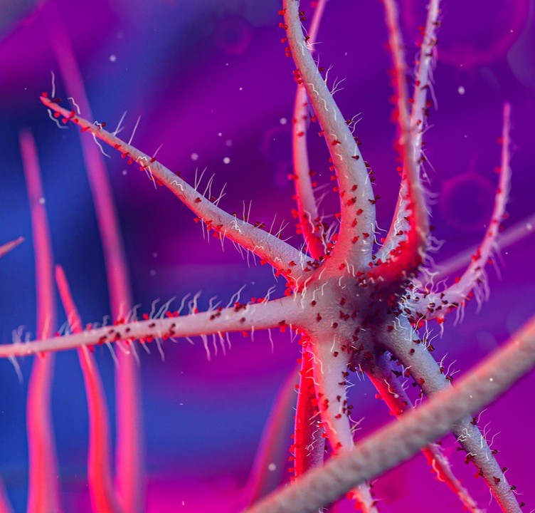 Ernæring ved neutropeni (lavt immunforsvar) ved kræft. Neutropeni og kost. Lavt immunforsvar mad. Neutropenisk diæt. Fødevaresikkerhed kræft. Kostråd kemoterapi. Lav-mikrobiel kost.