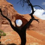 Ørekræft symboliseret ved et billede af et vissent træ, der står foran en klippe, hvor billedet er taget, så et hul i klippen danner hoved på træet.