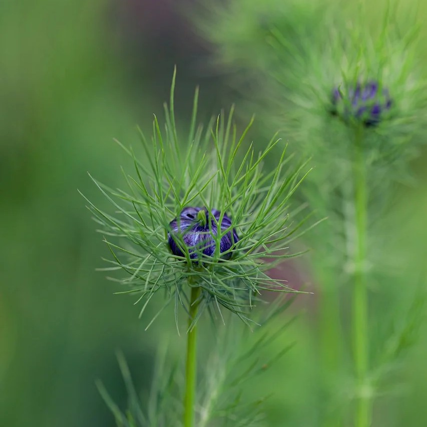 Oligodendrogliom symboliseret ved en sart lilla blomst med lilla tynde kronblade.
