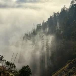 Peniskræft symboliseret ved en dal med dis og tåge. Man ser toppen af træer til højre.