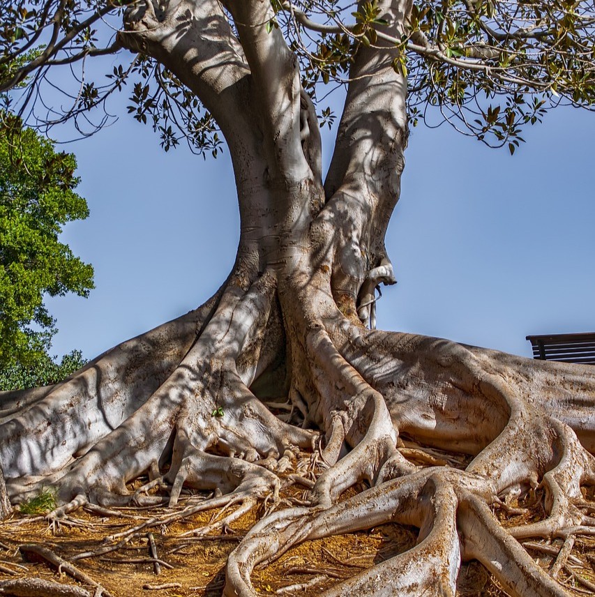 Peniskræft symboliseret ved et gammelt træ med enormt rodnet over jorden.