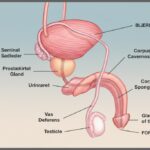 Peniskræft symboliseret ved tegnet illustration af mandlige kønsorganer med tekster på lyseblå baggrund.