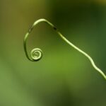 Peniskræft symboliseret ved spiren fra en bregne.