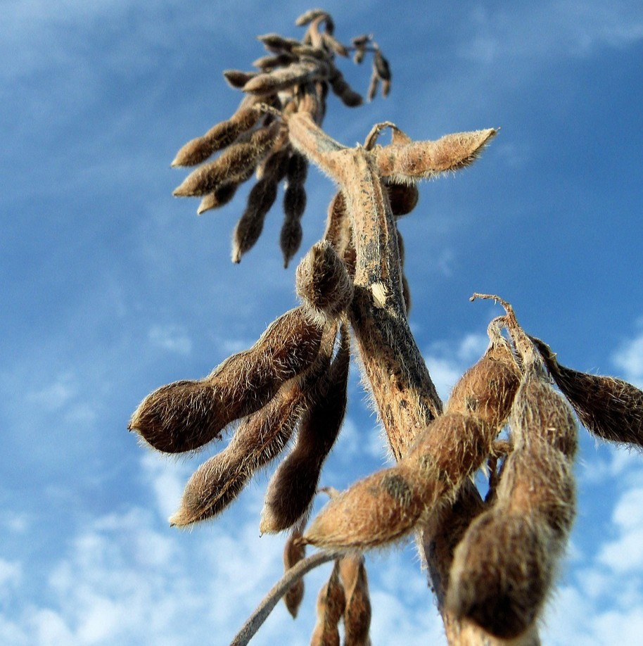 Soya og kræft symboliseret ved en vissen/ moden soyaplante mod en blå himmel.