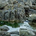 Spirulina symboliseret ved vand og klipper og grønne synlige alger i vandet.