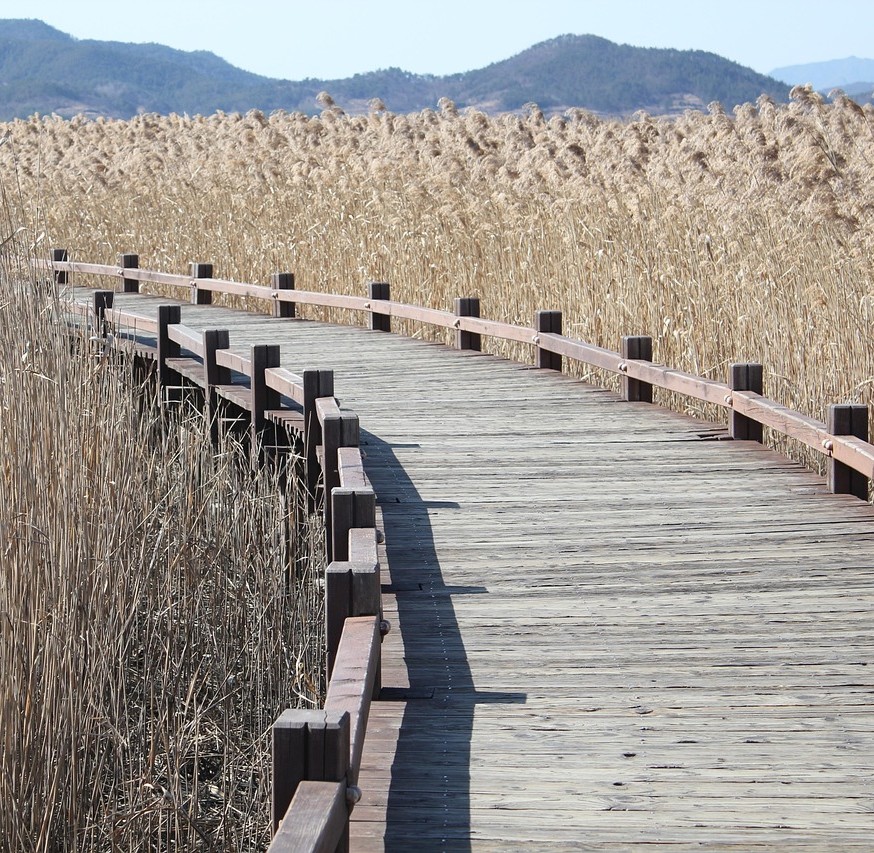 Spørgeskamaundersøgelse symboliseret ved en træbro over en mark.